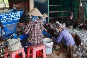 Công nhân Hợp tác xã nấm Tuấn Hiệp đang đóng gói sản phẩm nấm.