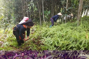 Việc cấp mã số vùng trồng mới đi vào hoạt động nên nhận thức của một số chủ thể còn hạn chế