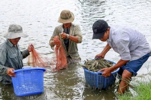 Năm 2024, đặc biệt là trong những tháng cuối năm ngành nuôi tôm đối mặt với nhiều khó khăn thách thức.