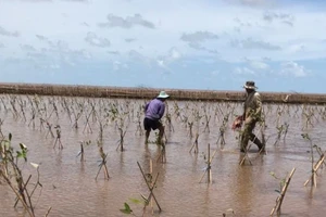 Cộng đồng có thể tự đo đếm sinh khối, đưa ra được hệ số quy đổi sinh khối tươi sang sinh khối khô của 3 loài bần, mắm, đước bằng các phương pháp khoa học tin cậy. 