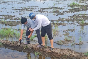 Ngành chức năng đo nồng độ mặn tại ruộng lúa hè thu của dân bị thiệt hại.