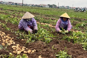 Bà con nông dân thị xã Quế Võ thu hoạch khoai tây vụ đông.