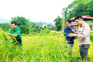 Cán bộ Trạm trồng trọt và Bảo vệ thực vật huyện Tân Sơn kiểm tra giống lúa VTS-889 tại xã Lai Đồng.