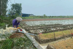 Nông dân huyện Kim Thành bơm nước tiêu úng cho ruộng cây giống.