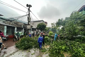 Dông lốc đêm ngày 5/5 rạng sáng ngày 6/5 làm gãy đổ nhiều cây cối ở Lào Cai.