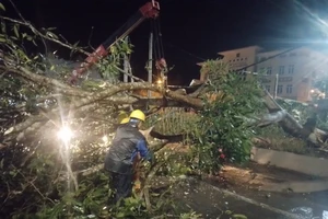 Công nhân Điện lực Bảo Yên xử lý cây đổ vào cột điện vì bão lũ đêm 13/5/2024.
