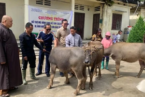 Những con trâu giống được trao tặng cho bà con nông dân Sán Chài, huyện Si Ma Cai (Lào Cai).