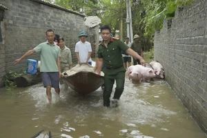 Mưa lụt ảnh hưởng lớn đến sản xuất, chăn nuôi của các hộ dân. (Trong ảnh: Lực lượng chức năng di chuyển tài sản, vật nuôi giúp người dân).