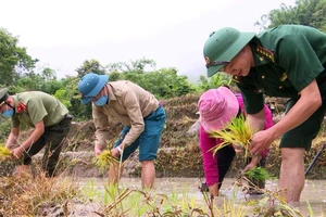 Hơ Văn Xá cùng lực lượng vũ trang ở huyện Mường Lát cấy lúa giúp dân.