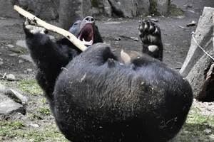 Gấu đen tại vườn thú Yagiyama ở Sendai, tỉnh Miyagi, Đông Bắc Nhật Bản. (Ảnh: Kyodo/TTXVN)