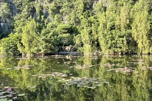 Ao hoa súng tại Hoa Lư, Ninh Bình.