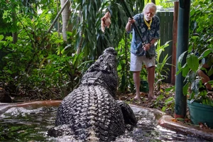 George Craig cho cá sấu Cassius ăn tại Marineland Melanesia trên đảo Green. Ảnh: Reuters.