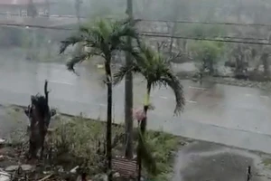 Bão Usagi gây đổ cây cối ở Palawig, Santa Ana, tỉnh Cagayan Philippines.