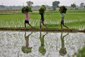 Nông dân mang mạ đi cấy trên một cánh đồng ở ngoại ô Ahmedabad, Ấn Độ. (Ảnh: Reuters)