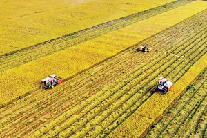 Việt Nam đã khẳng định được vị thế có thể làm ra được gạo có phẩm cấp cao. Ảnh: Lê Hoàng Thái
