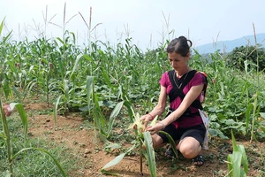 Nương ngô của gia đình chị Hoàng Thị Làn, thôn Bản Mán, xã Phong Quang, huyện Vị Xuyên không có khả năng cho thu hoạch do nắng hạn.