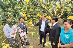 Bí thư Tỉnh ủy Hòa Bình Nguyễn Phi Long (thứ 3 từ phải sang) đang kiểm tra vườn bưởi tại huyện Yên Thủy trước khi xuất khẩu.
