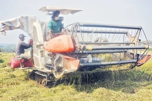 Thu hoạch lúa bằng máy trên những cánh đồng ở Cát Tiên.