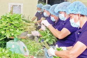 Sản xuất rau tại cơ sở chế biến Thuận Hòa (Long An).