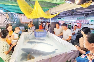 Những con cá trắm đen vài chục ki-lô-gam đã được mang ra Lễ hội cá sông Đà lần thứ nhất năm 2023. (Ảnh TRẦN HẢO)