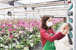 Vận hành hệ thống chăm sóc hoa lan hồ điệp tại trang trại Mê Linh F-Farm. (Ảnh ĐĂNG ANH)