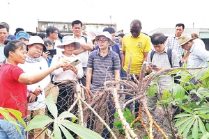 Nông dân chuẩn bị cây giống để tiếp tục mở rộng diện tích trồng cây mì.