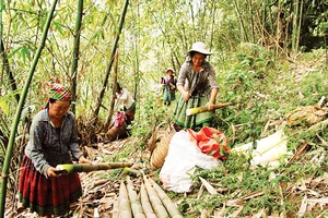 Nhờ cây tre măng bát độ, nhiều đồng bào H’Mông Trấn Yên đã thoát nghèo.