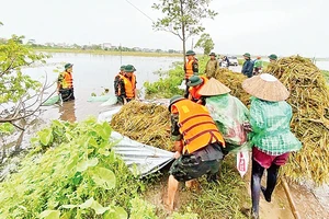 Lực lượng quân đội giúp nông dân thu hoạch lúa mùa. (Ảnh Thu Hiền) 