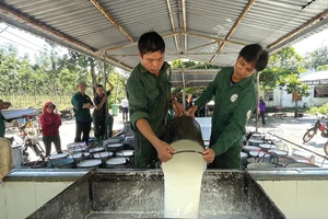 Công nhân khai thác mủ cao-su tại nông trường của Công ty Cao-su Tân Biên.