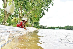 Bà Nguyễn Thị Hoa ở xã Mỹ Thành Bắc, huyện Cai Lậy dùng mủ che chắn chung quanh vườn cây ăn trái của gia đình.