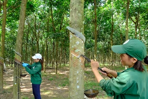 Công nhân khai thác mủ cao su tại Nông trường Phú Riềng Đỏ, Công ty Cao-su Phú Riềng, xã Phú Riềng, huyện Phú Riềng, tỉnh Bình Phước.