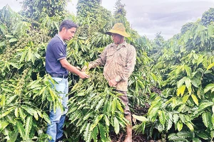 Cán bộ khuyến nông tỉnh Đắk Nông trao đổi với người dân về canh tác cà-phê bền vững.