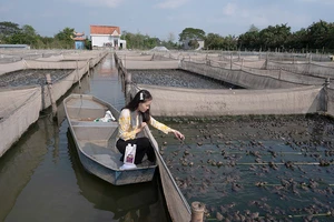 Mô hình nuôi ếch không sử dụng thuốc kháng sinh tại xã Láng Biển, huyện Tháp Mười, tỉnh Đồng Tháp.