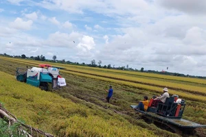 Thu hoạch lúa tại huyện Vĩnh Thạnh, thành phố Cần Thơ. (Ảnh HÀ ANH)