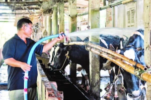 Chăn nuôi bò sữa tại xã Vĩnh Lộc A, huyện Bình Chánh. (Ảnh: THẾ DƯƠNG)