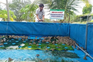 Mô hình nuôi ếch Thái Lan trong bể lót bạt HDPE ở huyện Lệ Thủy.