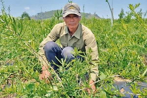 Anh Đinh Văn Túc là người tiên phong đưa cây xáo tam phân về trồng tại xã Hải Yang.
