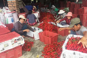 Đại lý thu mua ớt ở xã Mỹ Hiệp, huyện Phù Mỹ (Bình Định).