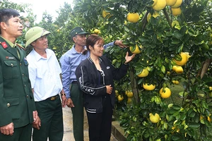 Hộ dân ở xóm Đại Đồng, xã Ngọc Lương, huyện Yên Thủy, tỉnh Hòa Bình được vận động mở rộng diện tích trồng cam, bưởi để phát triển kinh tế, xóa đói, giảm nghèo.
