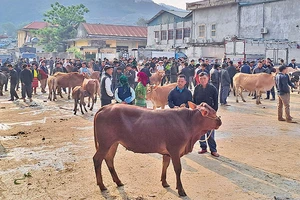 Ngay từ sáng sớm, chợ bò Mèo Vạc đã thu hút rất đông người dân và du khách tham quan.
