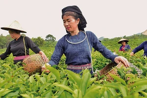 Người dân xã Tân An (Chiêm Hóa) phát triển thương hiệu chè sạch Thôm Lòa.