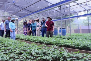 Mô hình trồng sâm Ngọc Linh duy nhất tại tỉnh Sơn La được áp dụng công nghệ tiên tiến trong sản xuất.