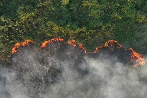 Cháy rừng tàn phá thảm thực vật tại Brazil. (Ảnh: REUTERS)