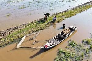 Cánh đồng ở ấp Thị, xã biên giới Thường Lạc, huyện Hồng Ngự vẫn đang “đói nước”.