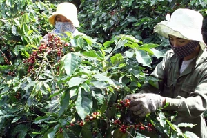 Cây cà-phê chất lượng cao đã giúp người dân huyện Hướng Hóa (Quảng Trị) nâng cao thu nhập, cải thiện cuộc sống.