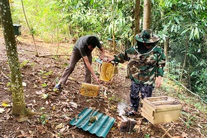 Mô hình nuôi ong ở Hợp Tiến mang lại thu nhập ổn định cho nhiều hộ dân. 