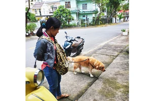 Người nuôi khi đưa chó ra các nơi công cộng cần tuân thủ những quy định chung.