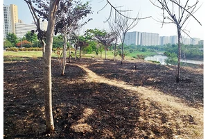  Rất nhiều cây xanh hàng chục tuổi bị đốt cháy đen gốc.