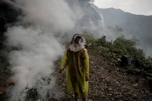 Một người dân hun khói lùa ong ra khỏi tổ. Ảnh: REUTERS