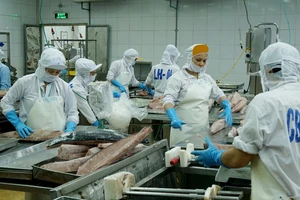 Chế biến cá ngừ xuất khẩu tại Công ty CP Thủy sản Bình Định. Ảnh: NAM ANH